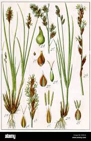 Attēlu rezultāti vaicājumam “Carex appropinquata fruit”