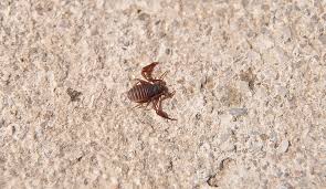 Attēlu rezultāti vaicājumam “Chelifer cancroides”