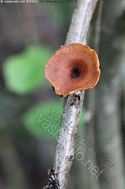 Attēlu rezultāti vaicājumam “Polyporus tubaeformis”