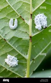 Attēlu rezultāti vaicājumam “Eriocampa ovata”