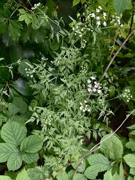 Attēlu rezultāti vaicājumam “Torilis japonica leaf”
