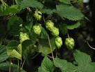 Hop is a member of the genus - via Daymix