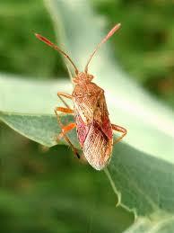 Attēlu rezultāti vaicājumam “Rhopalus maculatus”