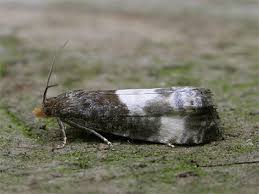 Attēlu rezultāti vaicājumam “Notocelia cynosbatella”