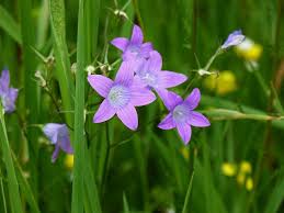 Image result for Campanula patula