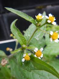 Attēlu rezultāti vaicājumam “Galinsoga quadriradiata”