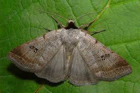 Attēlu rezultāti vaicājumam “Lygephila viciae”