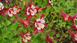 Image result for Aquilegia