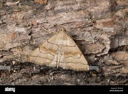 Attēlu rezultāti vaicājumam “Herminia tarsicrinalis”