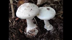 Attēlu rezultāti vaicājumam “Amanita citrina”
