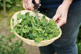 Image result for Oregano