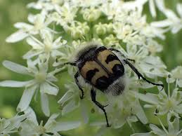 Attēlu rezultāti vaicājumam “Trichius fasciatus imago”