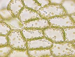 Attēlu rezultāti vaicājumam “Fossombronia wondraczekii”