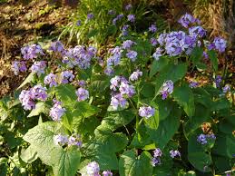 Attēlu rezultāti vaicājumam “Lunaria rediviva bud”