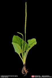 Attēlu rezultāti vaicājumam “Plantago major subsp. intermedia”