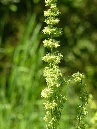 Attēlu rezultāti vaicājumam “Rumex confertus”