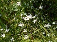 Attēlu rezultāti vaicājumam “Stellaria palustris”