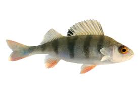 Image result for vissen