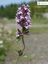 Attēlu rezultāti vaicājumam “Thymus pulegioides leaf”