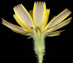 Attēlu rezultāti vaicājumam “Leontodon hispidus fruit”