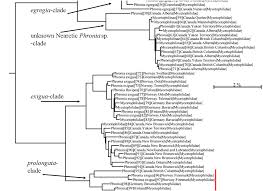 Attēlu rezultāti vaicājumam “Phronia sp.”