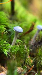 Attēlu rezultāti vaicājumam “Lophocolea coadunata”