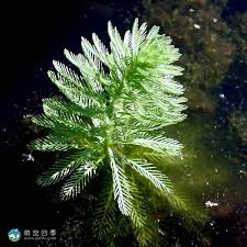 「綠羽毛」的圖片搜尋結果