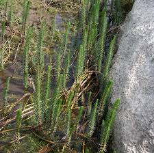 Attēlu rezultāti vaicājumam “Hippuridaceae”