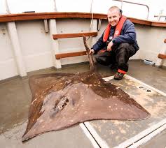 Image result for Dipturus batis