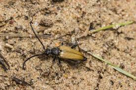 Attēlu rezultāti vaicājumam “Pseudovadonia livida”