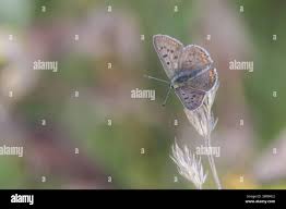 Attēlu rezultāti vaicājumam “Lycaena alciphron underside”