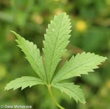 Attēlu rezultāti vaicājumam “Potentilla reptans leaf”