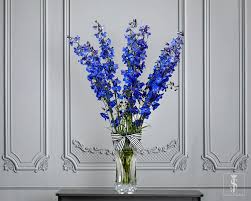 Image result for Delphinium