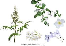 Attēlu rezultāti vaicājumam “Sorbaria sorbifolia bud”