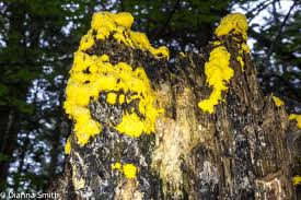 Attēlu rezultāti vaicājumam “Fuligo septica var. rosea plasmodium”