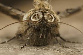 Attēlu rezultāti vaicājumam “Abrostola tripartita”