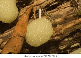 Attēlu rezultāti vaicājumam “Stemonitis foliicola plasmodium”