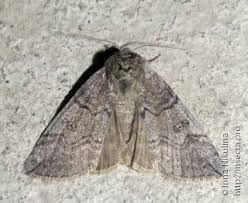 Attēlu rezultāti vaicājumam “Tethea or”