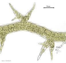 Attēlu rezultāti vaicājumam “Cephaloziella elachista”
