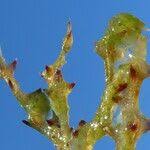 Attēlu rezultāti vaicājumam “Najas marina leaf”