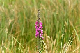 Image result for Fingerhut rot