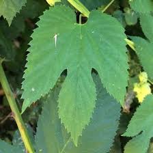 Attēlu rezultāti vaicājumam “Humulus lupulus leaf”