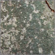 Attēlu rezultāti vaicājumam “Lepraria incana”