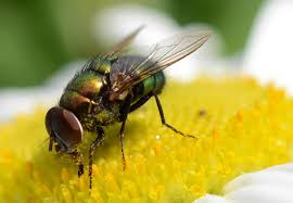 Attēlu rezultāti vaicājumam “Dianema nivale macro”