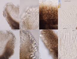 Attēlu rezultāti vaicājumam “Mollisia cinerea”