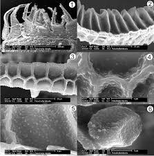Attēlu rezultāti vaicājumam “Palustriella falcata”