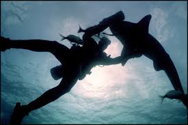 Image result for South Axholme Sharks Asc