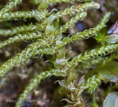 Attēlu rezultāti vaicājumam “Palustriella decipiens”