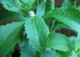 Image result for Stevia rebaudiana