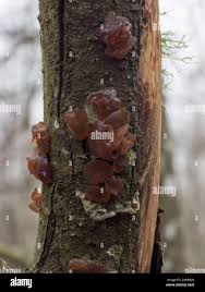 Attēlu rezultāti vaicājumam “Exidia recisa”